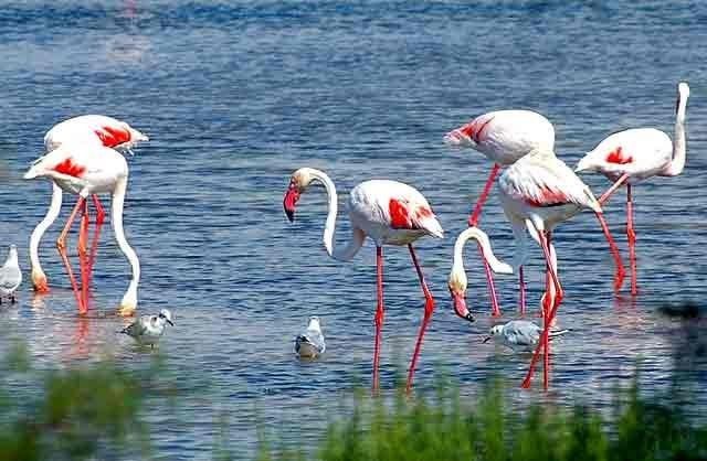 Magnifique paysage de la Camargue