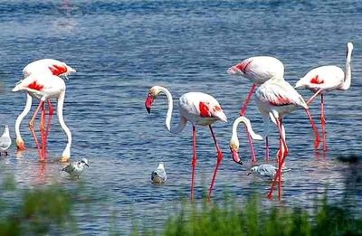 Magnifique paysage de la Camargue